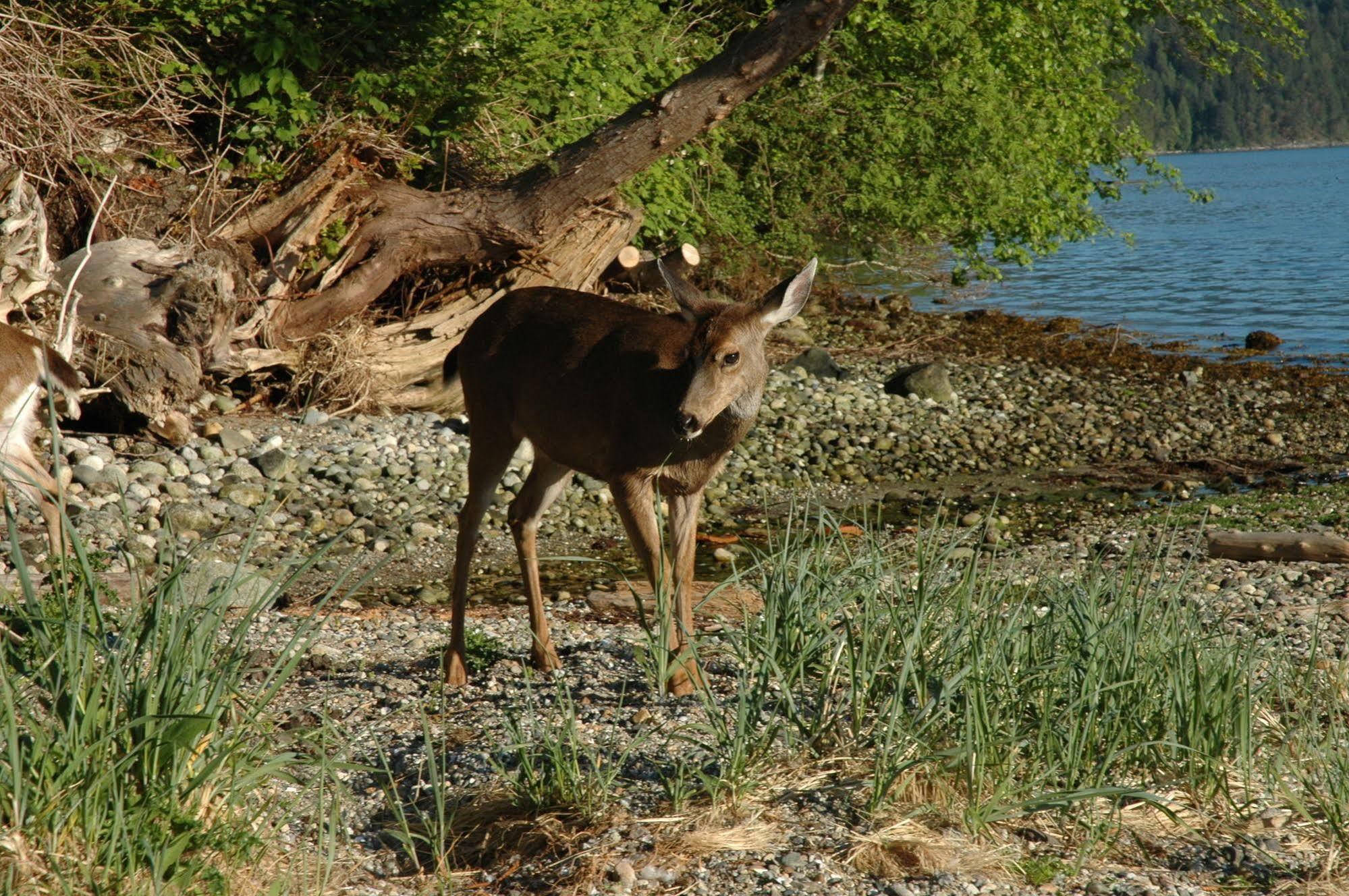 At The Shore Bed And Breakfast Sechelt Luaran gambar